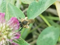 Taeniandrena