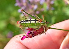 Poecilimon macedonicus