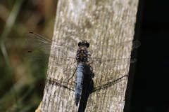 Orthetrum cancellatum