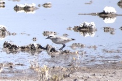 Charadrius pallidus