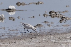 Charadrius pallidus