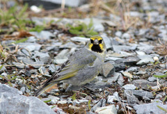 Melanodera xanthogramma