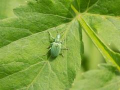 Phyllobius thalassinus