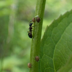 Dolichoderus plagiatus