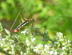 Poecilimon macedonicus