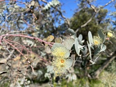 Eucalyptus gillii