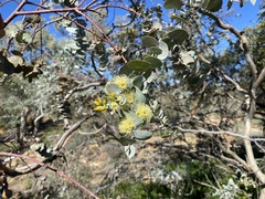 Eucalyptus gillii
