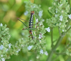 Poecilimon macedonicus