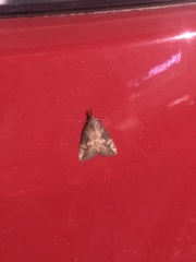 Hypena humuli