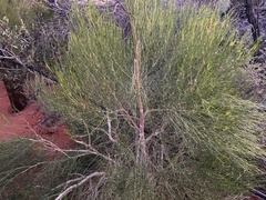 Gyrostemon ramulosus
