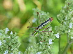 Poecilimon macedonicus