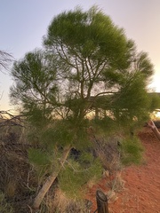 Gyrostemon ramulosus