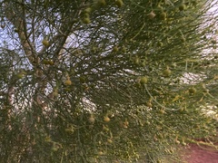 Gyrostemon ramulosus