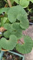 Nervilieae