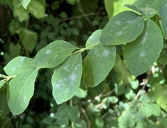 Erysiphe symphoricarpi