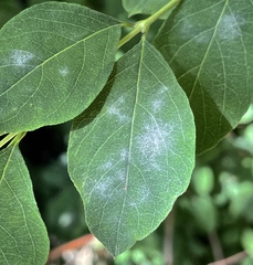 Erysiphe symphoricarpi