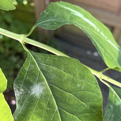 Erysiphe symphoricarpi