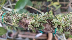 Bulbophyllum menglunense