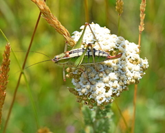 Poecilimon macedonicus