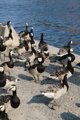 Branta leucopsis