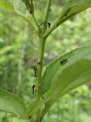 Dolichoderus plagiatus