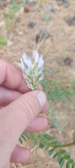 Astragalus austrosibiricus