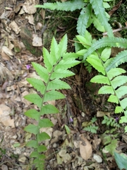 Microlepia marginata