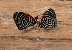 Diaethria kolyma