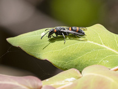 Ancistrocerus haematodes