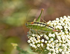 Poecilimon macedonicus