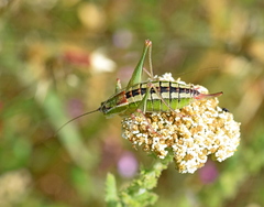 Poecilimon macedonicus