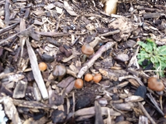 Psilocybe subaeruginosa