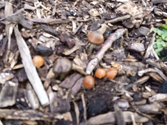 Psilocybe subaeruginosa