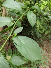Lindera reflexa