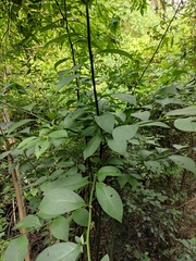 Lindera reflexa