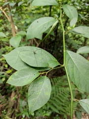 Lindera reflexa