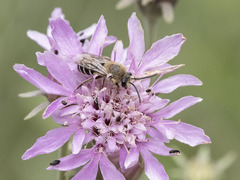 Colletes dimidiatus