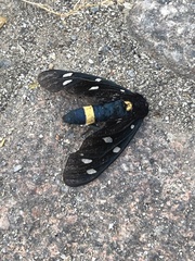 Amata ragazzii