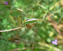 Poecilimon macedonicus