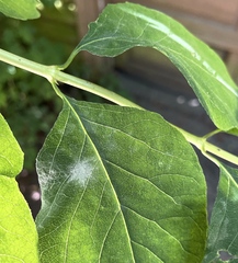 Erysiphe symphoricarpi