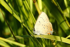 Satyrium acadica