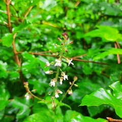 Circaea lutetiana