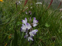 Astragalus alpinus