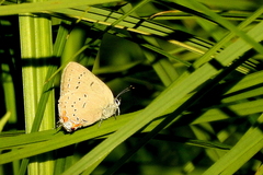 Satyrium acadica