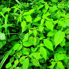 Impatiens parviflora