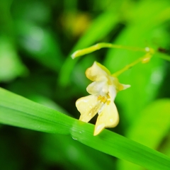 Impatiens parviflora
