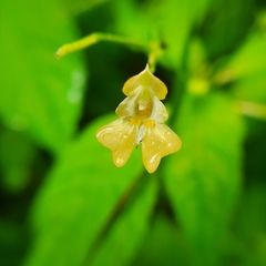 Impatiens parviflora