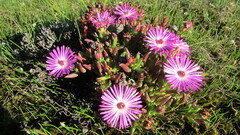 Lampranthus aduncus