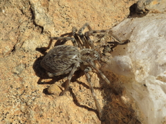 Eusparassus
