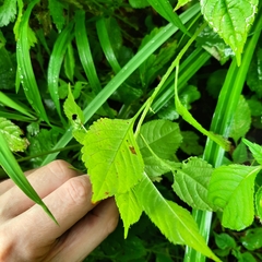 Impatiens parviflora